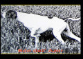 Pedigree EDO DELL'AZOR Pedigree EDO DELL'AZOR